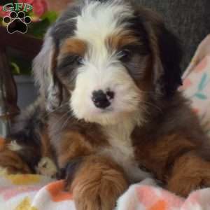 Charlie, Mini Bernedoodle Puppy