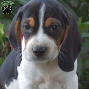 Charlie, Beagle Puppy