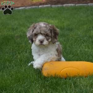 Charlie, Cockapoo Puppy