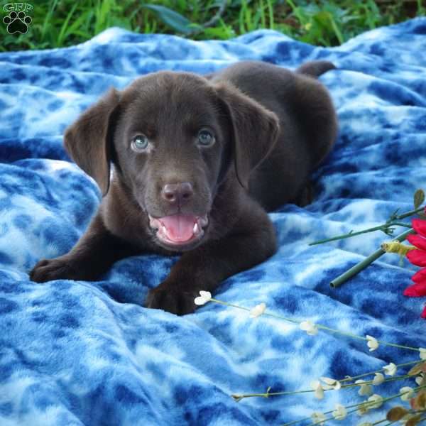 Silas, Chocolate Labrador Retriever Puppy
