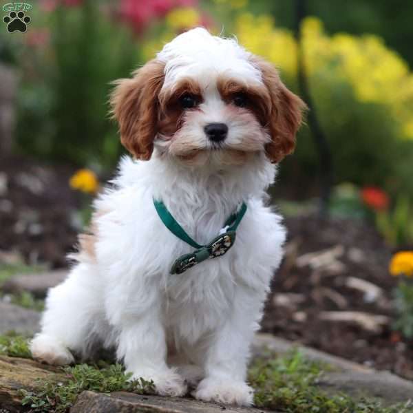 Charlie, Cavapoo Puppy