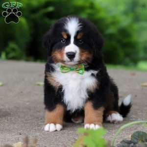 Charlie, Bernese Mountain Dog Puppy