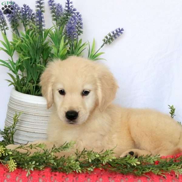Charlotte, Golden Retriever Puppy