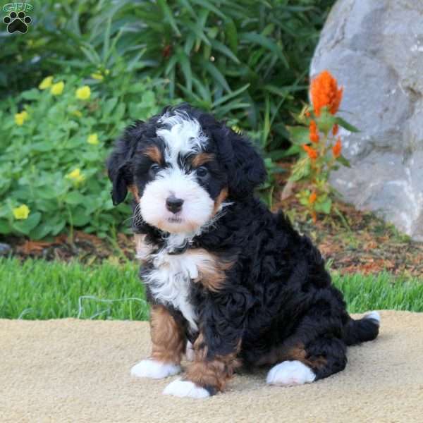 Charlotte, Mini Bernedoodle Puppy