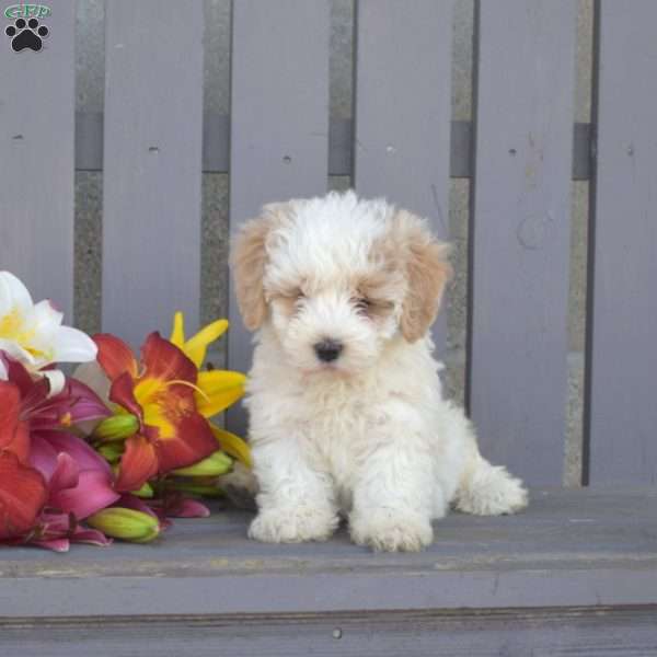Charlotte, Maltipoo Puppy