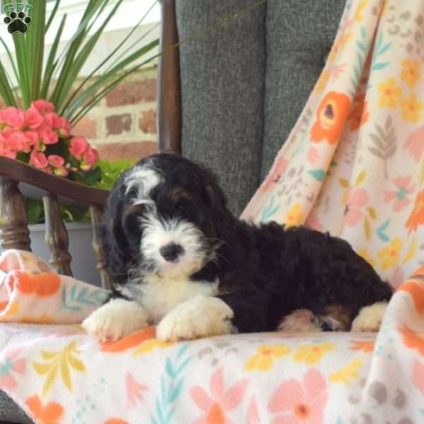 Charlotte, Mini Bernedoodle Puppy