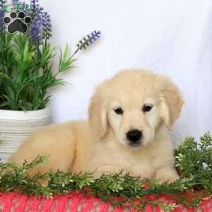 Charlotte, Golden Retriever Puppy