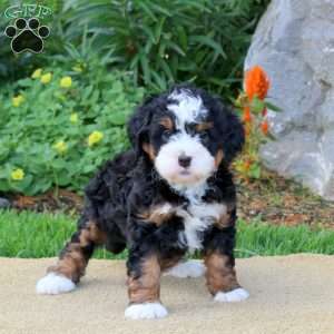 Charlotte, Mini Bernedoodle Puppy