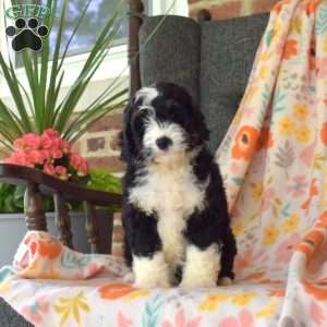 Charlotte, Mini Bernedoodle Puppy