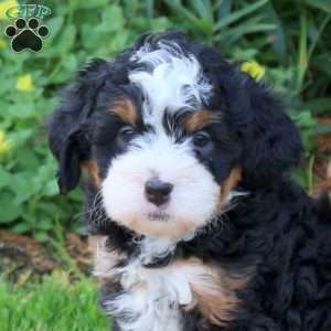Charlotte, Mini Bernedoodle Puppy