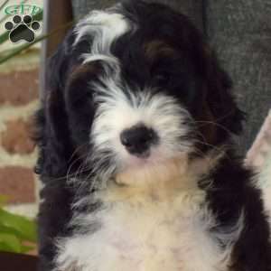 Charlotte, Mini Bernedoodle Puppy