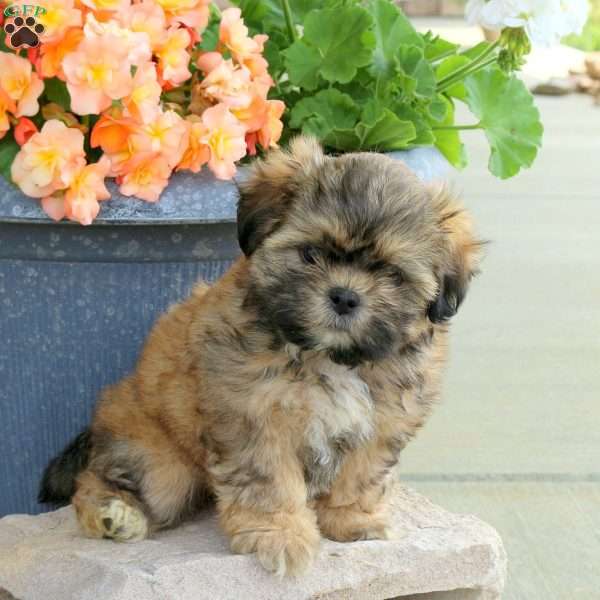 Charm, Shih Tzu Mix Puppy