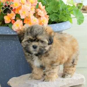 Charm, Shih Tzu Mix Puppy