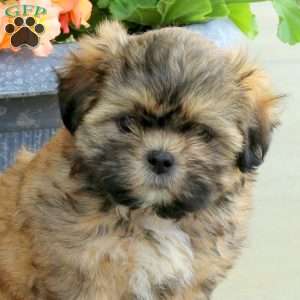 Charm, Shih Tzu Mix Puppy