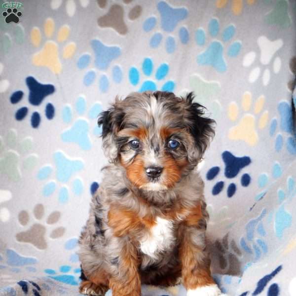 Charm, Cavapoo Puppy