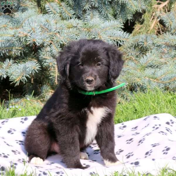 Charmer, Golden Retriever Mix Puppy