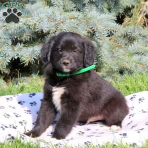 Charmer, Golden Retriever Mix Puppy