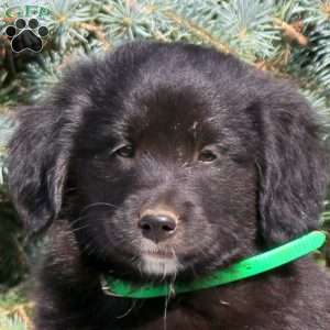Charmer, Golden Retriever Mix Puppy