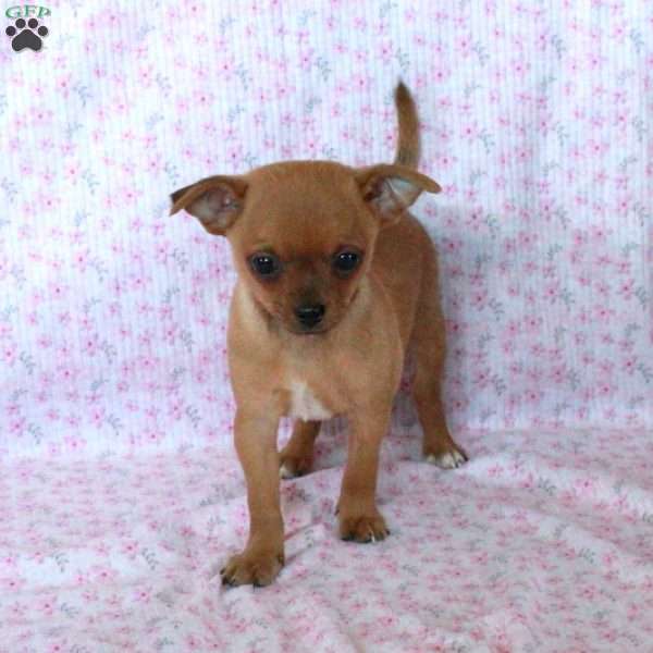 Charming Chad, Chihuahua Puppy