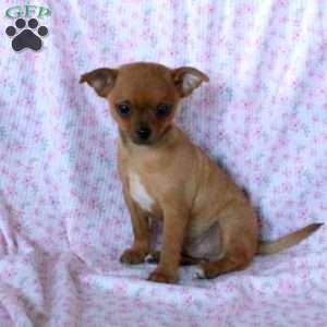 Charming Chad, Chihuahua Puppy