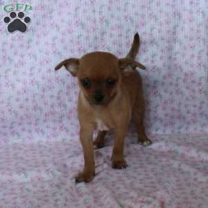 Charming Chad, Chihuahua Puppy