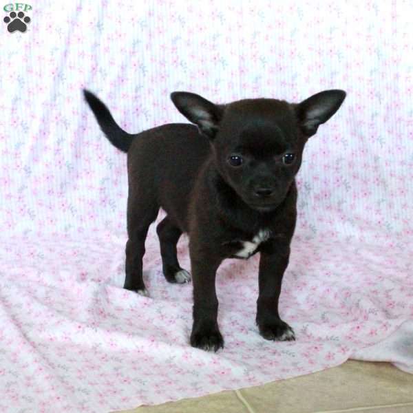 Charming Charlie, Chihuahua Puppy