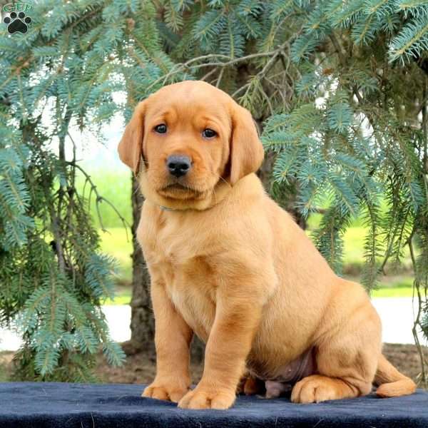 Chase, Fox Red Labrador Retriever Puppy