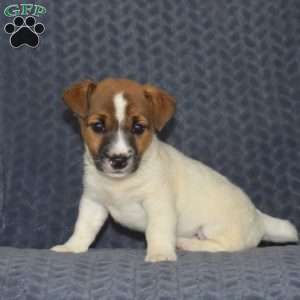 Chase, Jack Russell Terrier Puppy