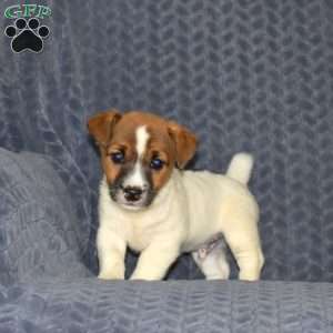 Chase, Jack Russell Terrier Puppy