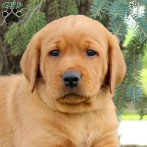 Chase, Fox Red Labrador Retriever Puppy