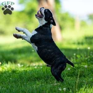 Chacey, Boston Terrier Puppy