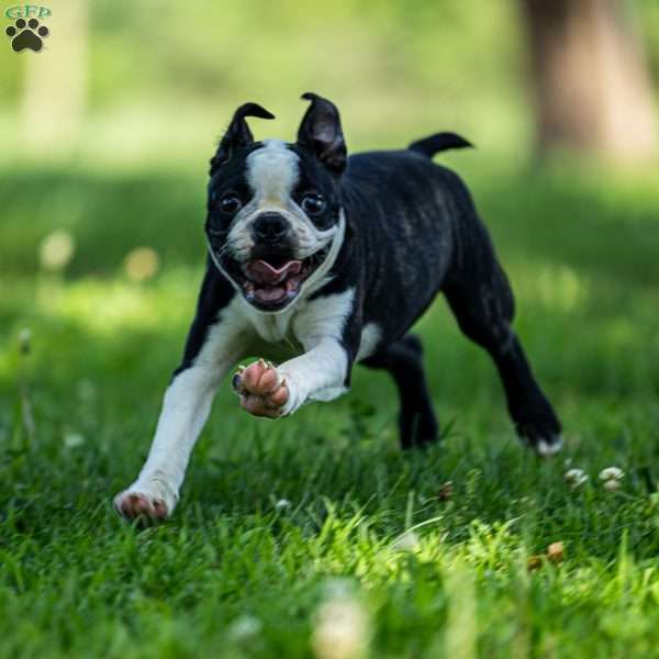 Chacey, Boston Terrier Puppy