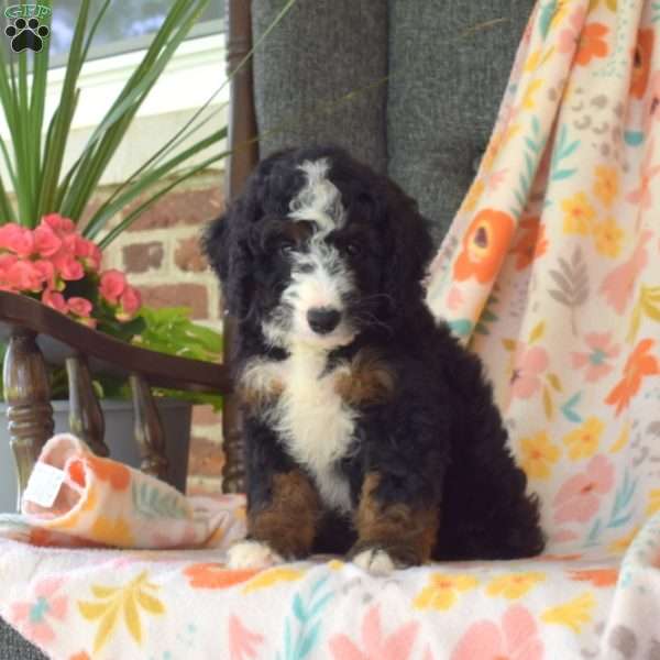 Checkers, Mini Bernedoodle Puppy