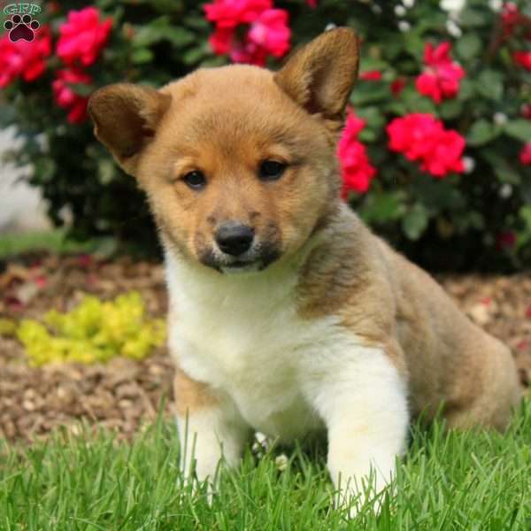 Checkers, Welsh Corgi Mix Puppy