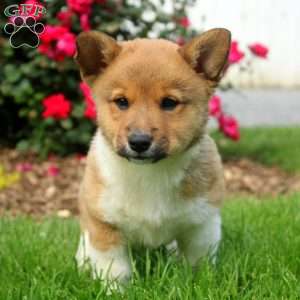 Checkers, Welsh Corgi Mix Puppy