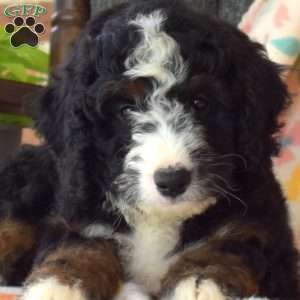 Checkers, Mini Bernedoodle Puppy