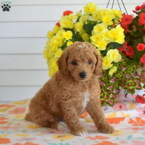 Cheddar, Miniature Poodle Mix Puppy