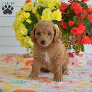 Cheddar, Miniature Poodle Mix Puppy