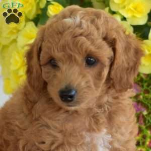 Cheddar, Miniature Poodle Mix Puppy