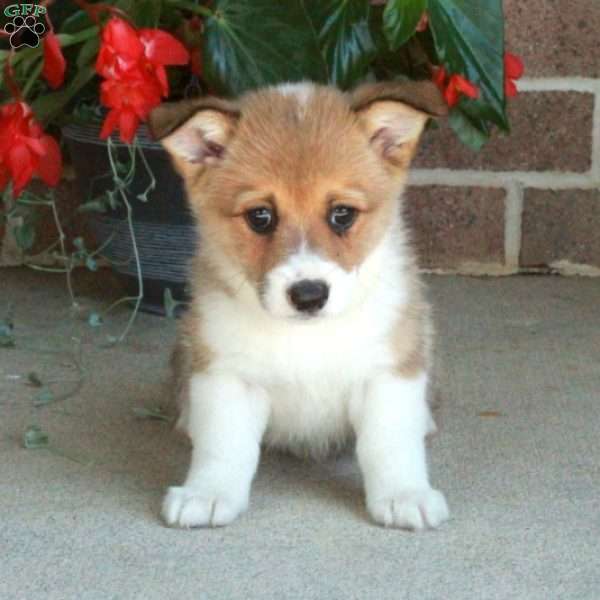 Chelsea, Pembroke Welsh Corgi Puppy