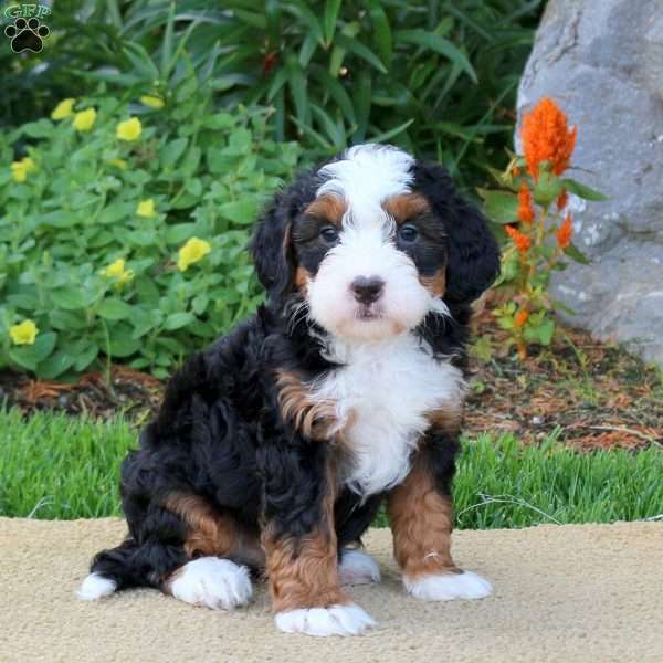 Chelsea, Mini Bernedoodle Puppy