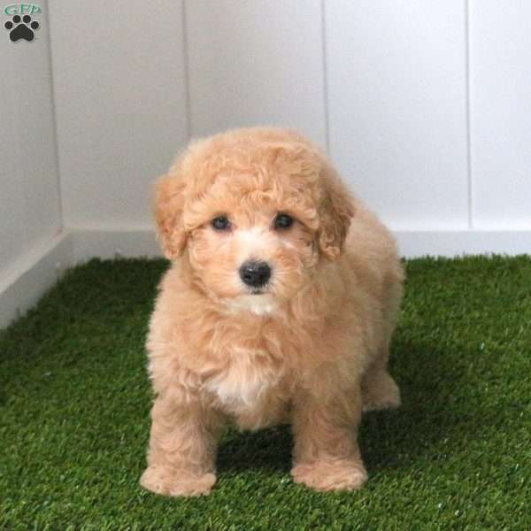Chelsea, Bich-Poo Puppy