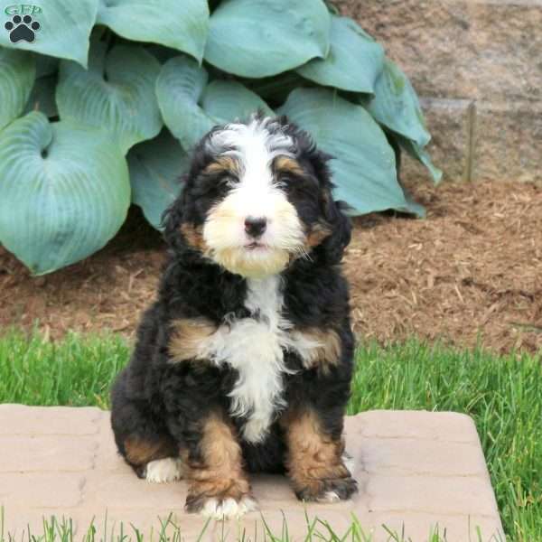 Chelsea, Mini Bernedoodle Puppy