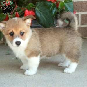 Chelsea, Pembroke Welsh Corgi Puppy