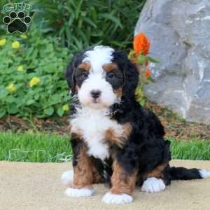 Chelsea, Mini Bernedoodle Puppy