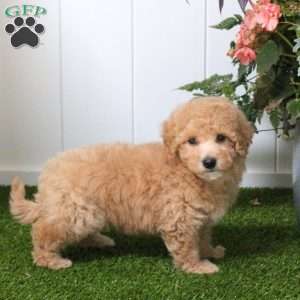 Chelsea, Bich-Poo Puppy