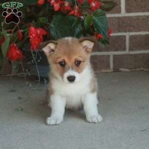 Chelsea, Pembroke Welsh Corgi Puppy
