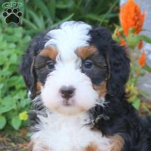Chelsea, Mini Bernedoodle Puppy