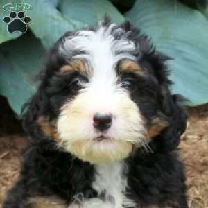 Chelsea, Mini Bernedoodle Puppy
