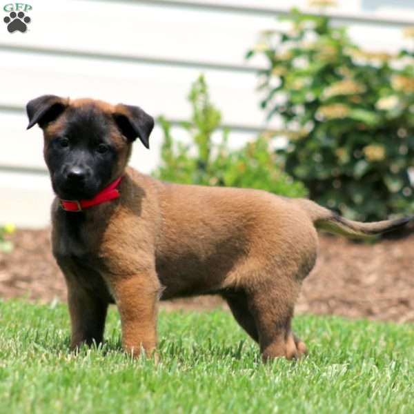 Chelsey, Belgian Malinois Puppy
